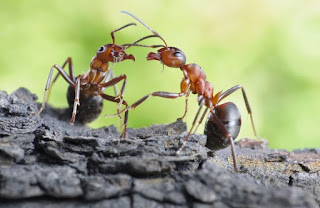  দুটি পিঁপড়ে মুখোমুখি হলে যা করে 