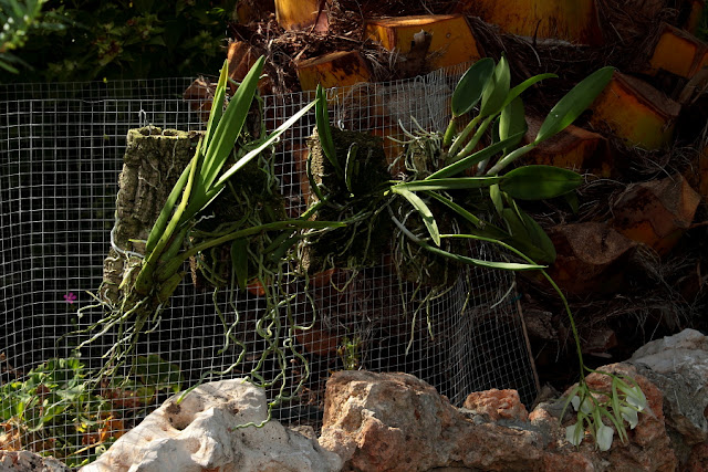 Prosthechea boothiana