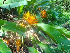 Parque da Aclimação flor