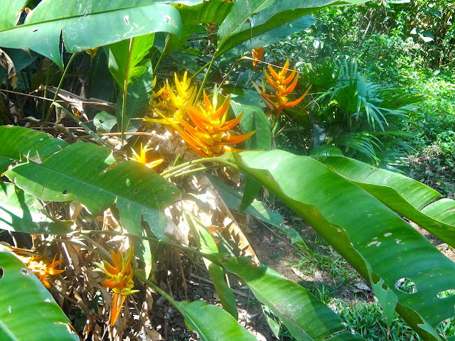 Parque da Aclimação flor