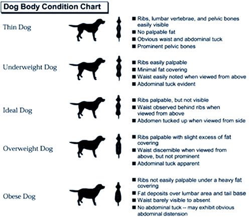 Dog Feed Chart