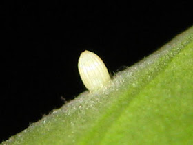 Plain tiger butterfly egg picture