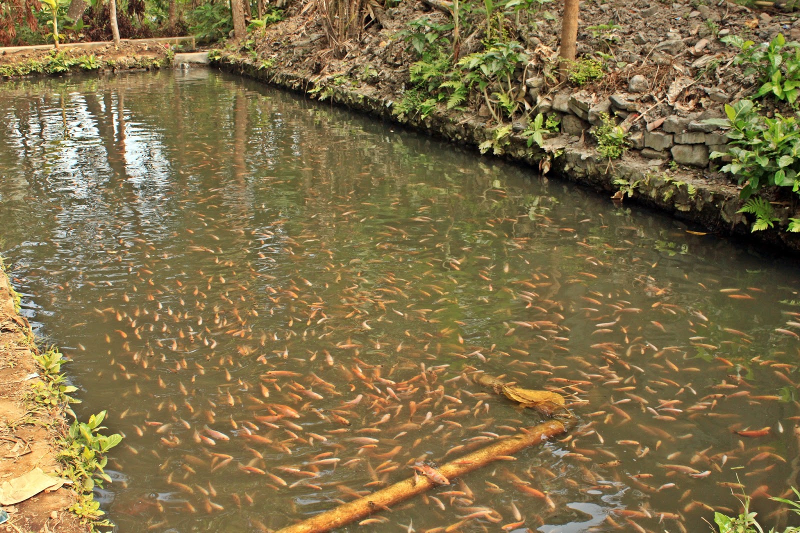 Membuat Kolam  Ikan  Nila Fish and Aquarium Membuat Kolam  