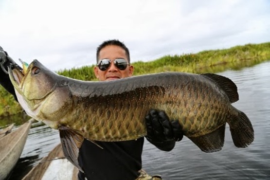 Gambar Ikan  Arwana  Termahal dan Terbesar di Dunia