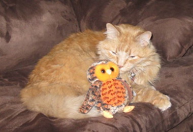 Kitty kissing owl smaller.jpg