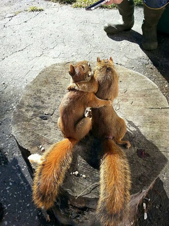 Squirrels