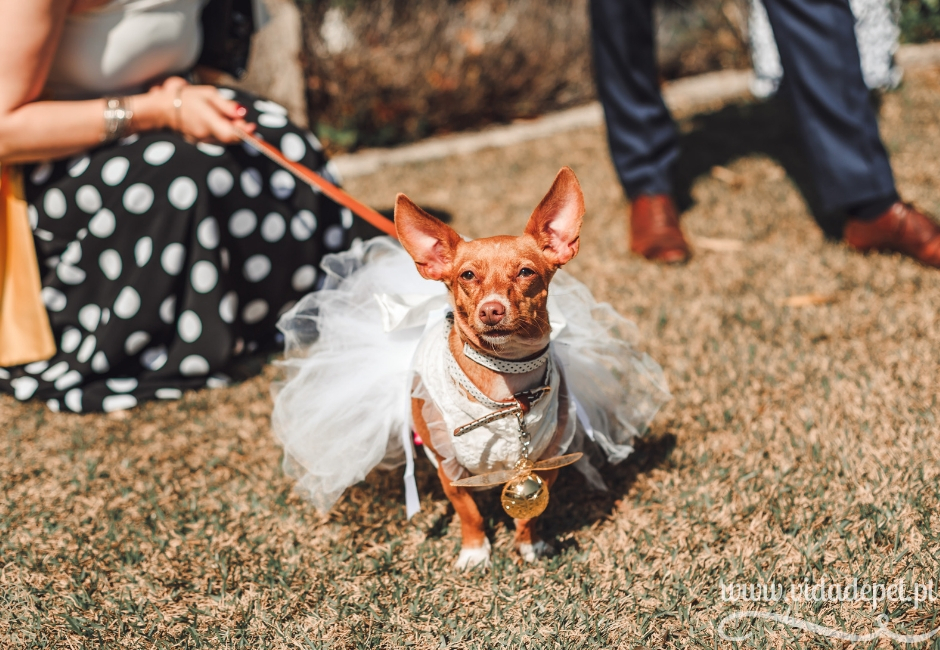 A cadela entregou as alianças no nosso casamento + vida de pet + blogue português sobre animais de estimação + dicas para educar animais domésticos + cães + gatos + pedro e telma 