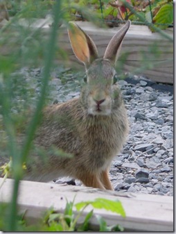 rabbit
