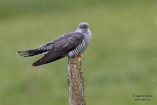 Kakukk - Cuculus canorus