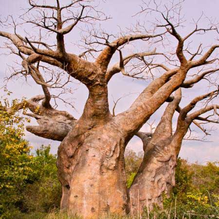 COPAC BAOBAB