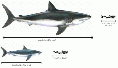 Ternyata, Megalodon Lebih Ganas Dari T-Rex