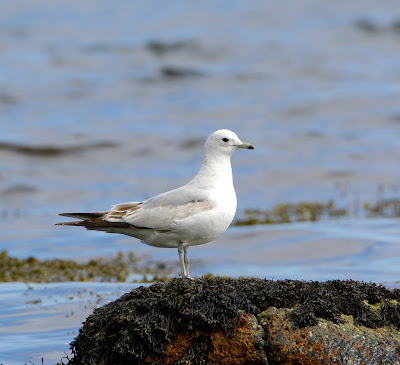 Common Gull Larus canus first-summer