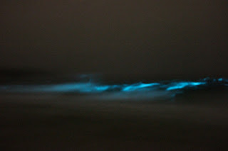 Bioluminescence