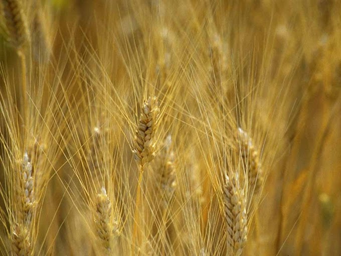 Fima: bene dibattito su pac e cerealicoltura a Irsina. Salvataggio in poche mosse