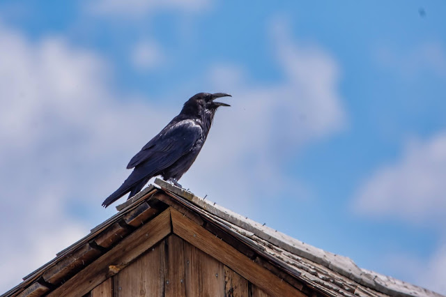 Raven on Abandoned Buildings Black and White Mormon Row Grand Tetons National Park Jackson Hole Wyoming