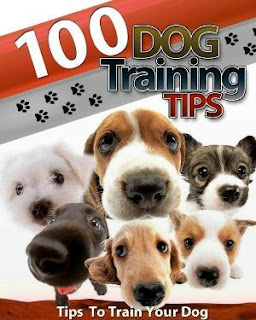 Dog Training Tips EVERY Dog Owner