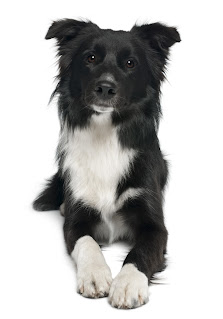 Border collies are one of the most intelligent and active dog breeds, but owning one also comes with some drawbacks. First, they require a lot of exercise and mental stimulation, which can be difficult for busy owners to provide. They also have a strong herding instinct and may try to herd children or other pets, which can be dangerous.