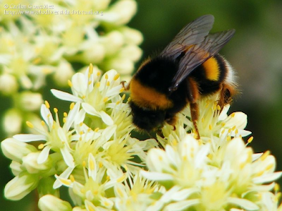 http://www.biodiversidadvirtual.org/insectarium/Bombus-terrestris-lusitanicus-Kruger-1956-img488277.html