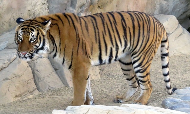 نمر الملايا أو ببر مالاوي MALAYAN TIGER