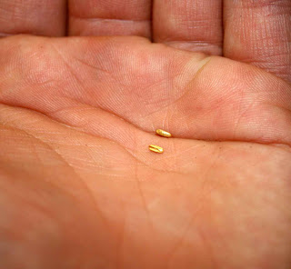 Two geranium seeds in the palm of my hand