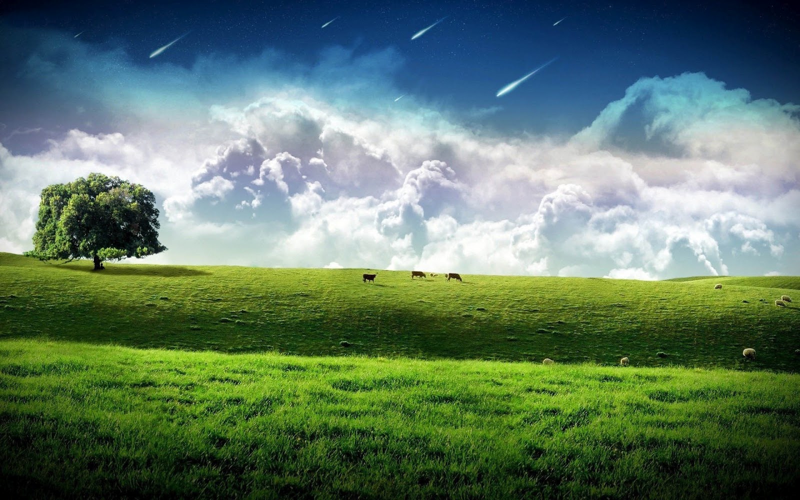 Gras Achtergronden HD Wallpapers 