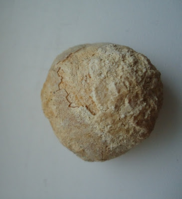 Turtle Egg Fossil