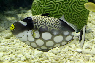 Triggerfish