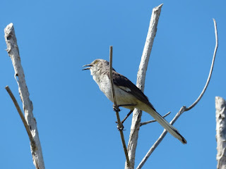 Mimus polyglottos - Moqueur polyglotte