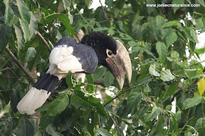 White thighed Hornbill