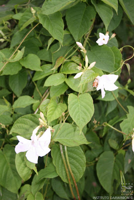 Sachahuasca blanca (Mandevillea laxa)