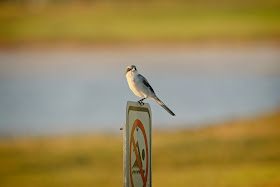 Loggerhead Shrike.