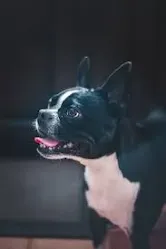 Boston Terrier