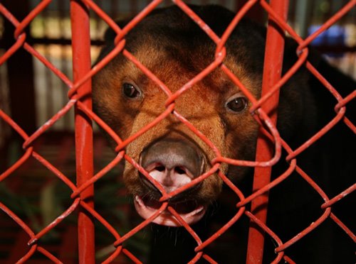 Bear Rescue Center Vietnam