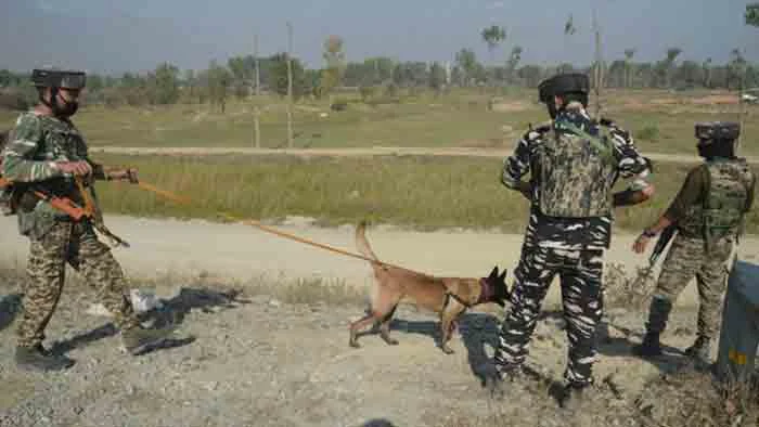 After Sniffer Dog Delivers 3 Pups, Border Force Probing How It Got Pregnant At All, News, Child, Dog, Stray-Dog, Probe, Report, BSF Jawans, National