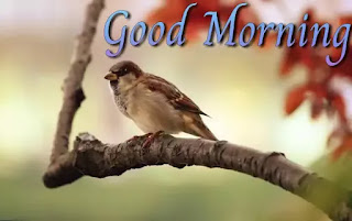 Good morning images with birds