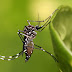 Boletim epidemiológico aponta que há dois tipos de vírus da dengue circulando na Paraíba