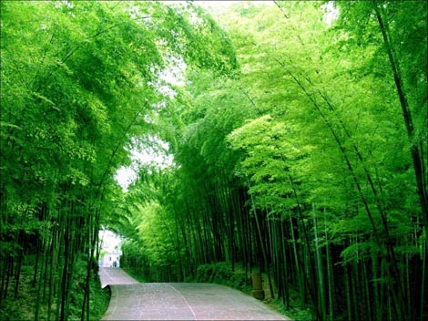 Bamboo Sea in Southern