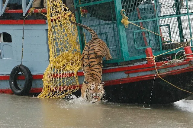 sundarban tiger attack