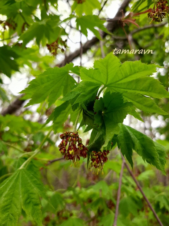 Клён ложнозибольдов (Acer pseudosieboldianum)