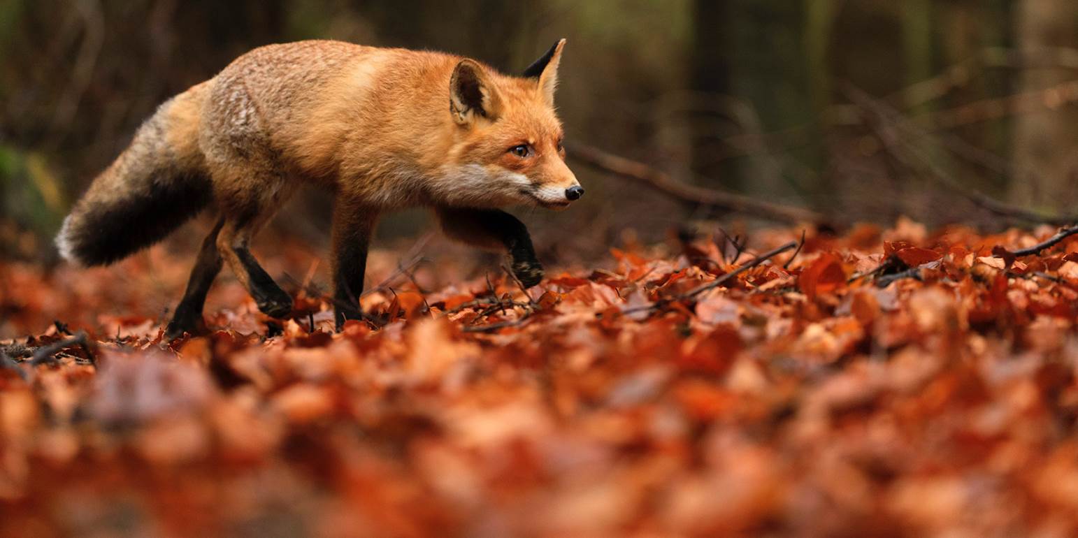 Κυνηγετικός Σύλλογος Ξάνθης: Οδηγίες για την λύσσα της αλεπούς