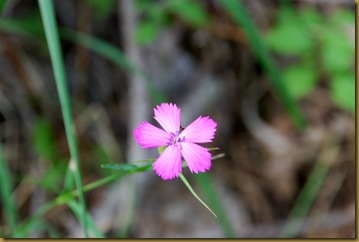 Dianthus sylvestris