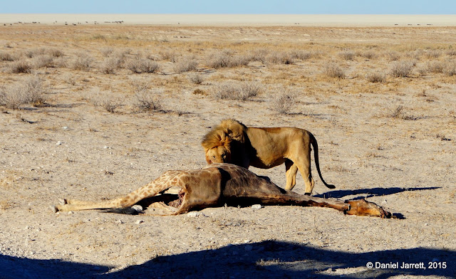 Lion Eating Giraffe, Etosha National Park, Namibia