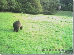 L'animale è appena sbucato dal bosco che sta alle sue spalle (foto: Riserva di caccia di Verzegnis)