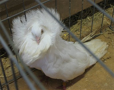 Jacobin Pigeon