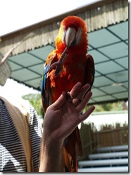 A beautiful red Macaw that was free flying, someting I still want to teach Jungle Boy