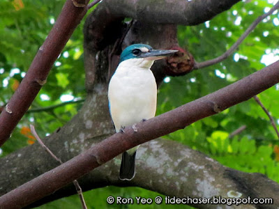 Collared Kingfisher (Todiramphus chloris)