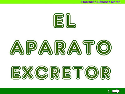 http://www.ceiploreto.es/sugerencias/cplosangeles.juntaextremadura.net/web/sexto_curso/naturales_6/apa_excretor_6/apa_excretor_6.html