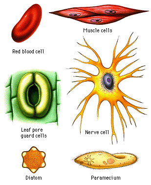 CELLS