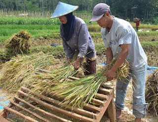 Merontokkan padi merupakan aktivitas yang dilakukan untuk merontokkan padi dari tangkainya  Kenali Beberapa Jenis Alat Perontok Padi Yang Sering Digunakan Petani