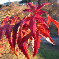 打上川治水緑地　モミジの紅葉